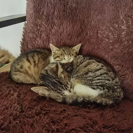 Tetrebov Salas In The Peaceful Fields *