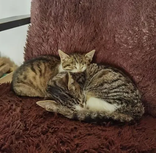 Tetrebov Salas In The Peaceful Fields *